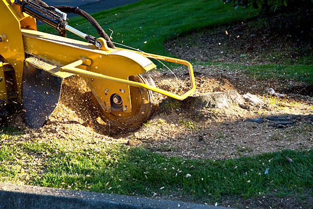 How Our Tree Care Process Works  in  Grant Park, IL