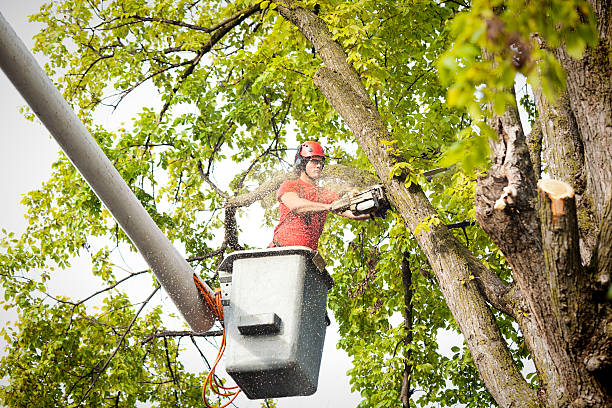 Reliable Grant Park, IL Tree Care  Solutions